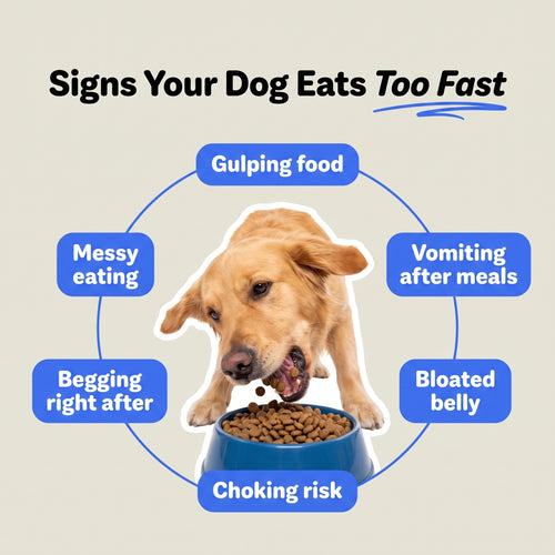 SloBowl — Vet Recommended Slow Feeder for Dogs